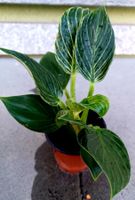 20-30 cm  ↕️ Zimmer Pflanze Philodendron '"Birkin'”🌱